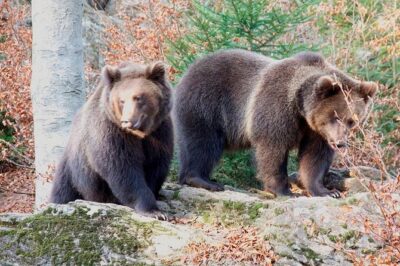 Bearwatching Hiking Day Tour in High Tatras from Poprad - Logistics that actually help: pickup, private vehicle, and a fixed meeting point