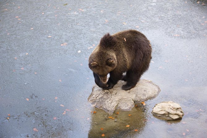 Bearwatching Hiking Day Tour in High Tatras from Poprad - Getting close to bears without making it weird