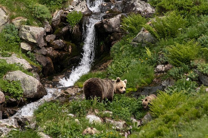 Bearwatching Hiking Day Tour in High Tatras from Poprad - What the guide actually adds (not just directions)