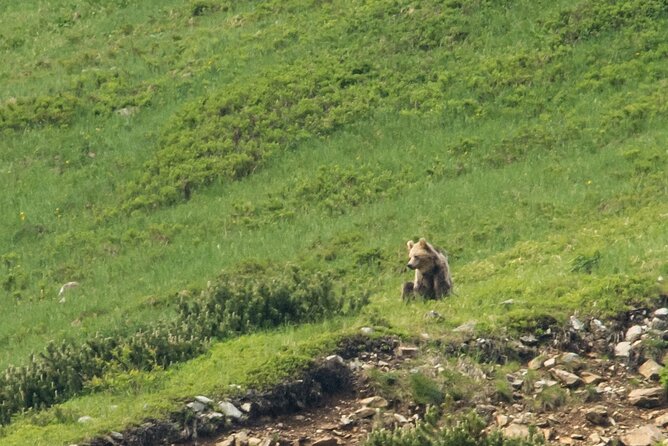 Bearwatching Hiking Day Tour in High Tatras from Poprad - What’s included vs. what you’ll need to plan