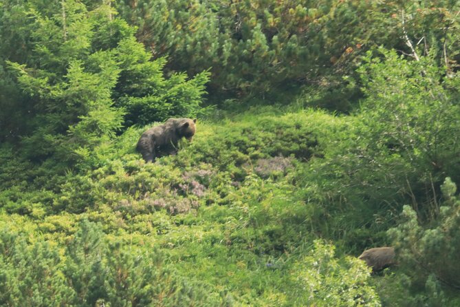 Bearwatching Hiking Day Tour in High Tatras from Poprad - Price and value: is $301.70 worth it?