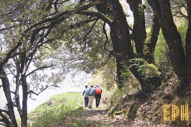 Benog Tibba Day Hike - Mussoorie - What the trail feels like: tree cover, open views, and a calm jungle vibe