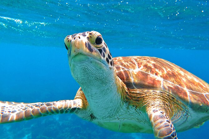 Best of Mangrove Lagoon Kayak, Hike and Snorkel Adventure with Picnic Lunch - Guide Style: How the Best Tours Turn Into Memories