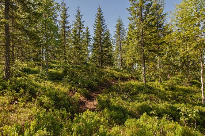Best View of the Oslofjord Hike - Why Vettakollen Is the Best View Over the Oslofjord