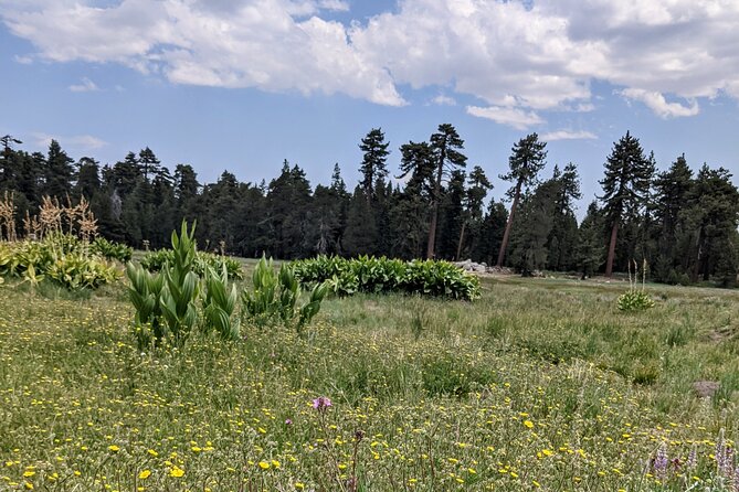 Big Bear Jeep off-road tour with Hike to Bluff Lake Reserve - Why the Route Choice Feels Better Than a Fixed Hike