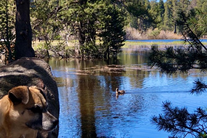 Big Bear Jeep off-road tour with Hike to Bluff Lake Reserve - Price and Value: Is $75 a Good Deal?
