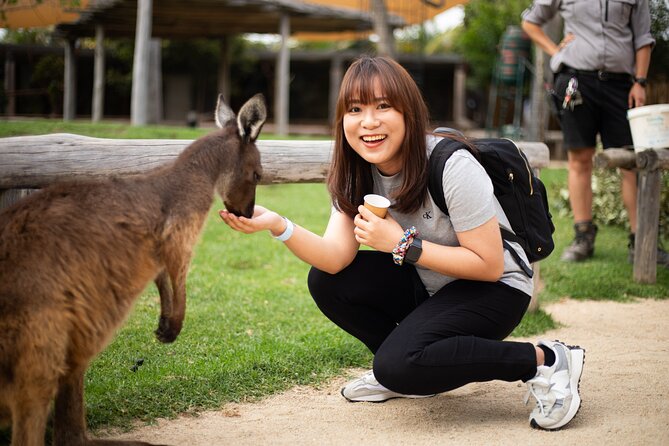 Blue Mountains Express includes Three Sisters Hiking Option - Scenic World: optional rainforest views and big-ticket attractions