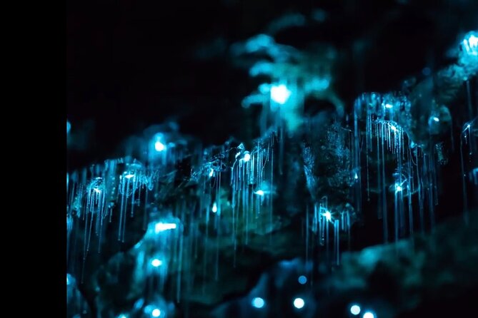 Blue Mountains Hiking Glow worms Cave Wildlife Spotlighting Night Adventure - Key Points Before You Go