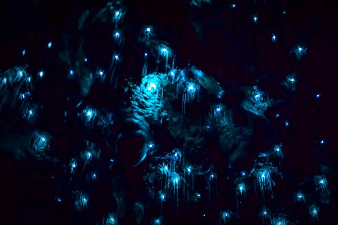 Blue Mountains Hiking Glow worms Cave Wildlife Spotlighting Night Adventure - Headlamps, Red Light Mode, and What to Wear