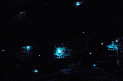 Blue Mountains Hiking Glow worms Cave Wildlife Spotlighting Night Adventure - Your 8:00 pm Start: What The Evening Timeline Looks Like