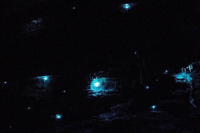 Blue Mountains Hiking Glow worms Cave Wildlife Spotlighting Night Adventure - Your 8:00 pm Start: What The Evening Timeline Looks Like