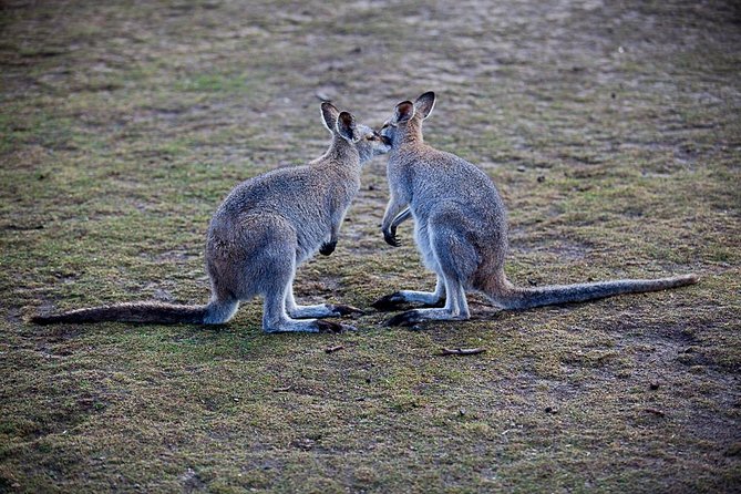 Blue Mountains Wildlife Full-Day Sights and Hiking from Sydney - Blue Mountains National Park lookouts: less crowd drama, more view time