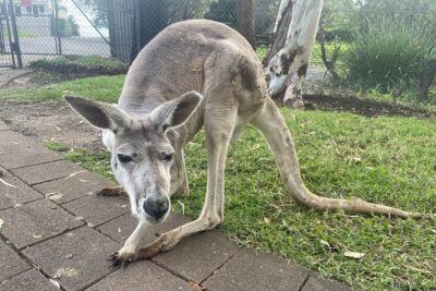 Blue Mountains Wildlife Full-Day Sights and Hiking from Sydney - Calmsley Hill City Farm: animals and morning tea to set the tone