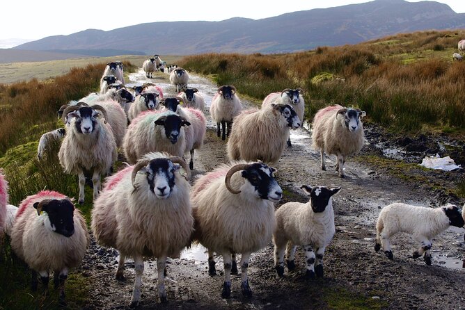 Bog Safari Hike - Price and value: what $50.60 buys you in Donegal