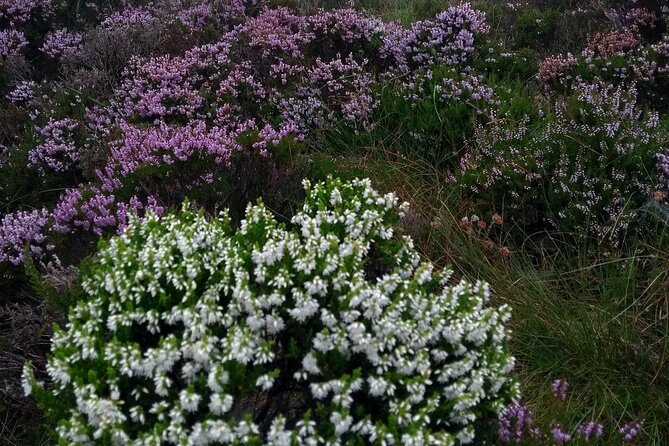 Bog Safari Hike - Entering the peatland: Wild Atlantic Way views without the tourist shuffle