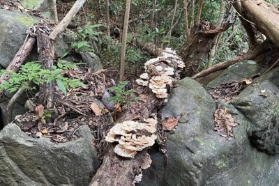 Brewers Bay Eco Hiking Tour - What makes it good value: $80 for guided learning and snacks