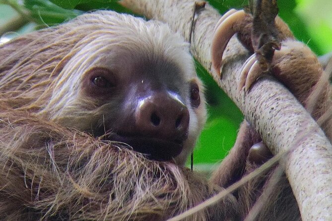 Cahuita National Park Hiking - The Walk’s Best Moment: Forest and Beach Edges