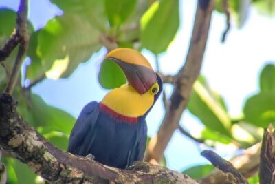 Cahuita National Park Hiking - What the 2-Hour Walk Feels Like on the Ground