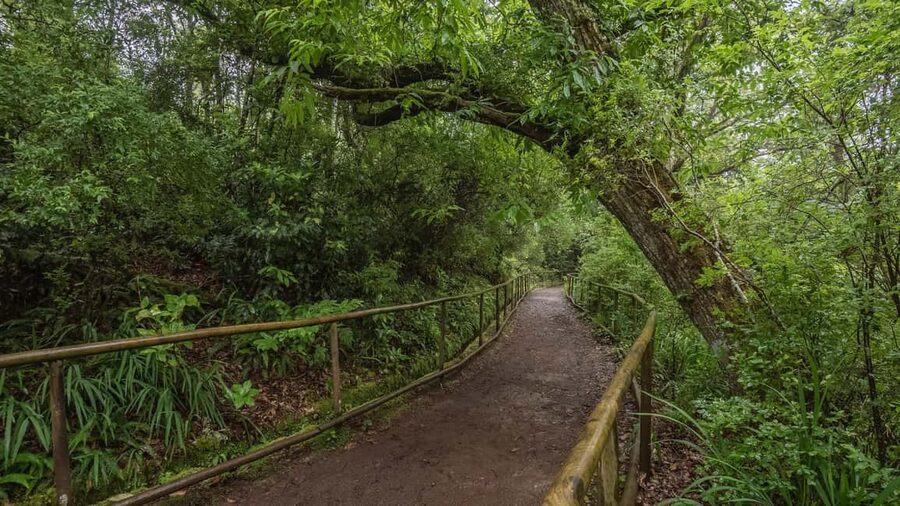 Caldeirão Verde: Levada Caldeirao Verde Hiking Transfer - Key things I’d bet on before you book