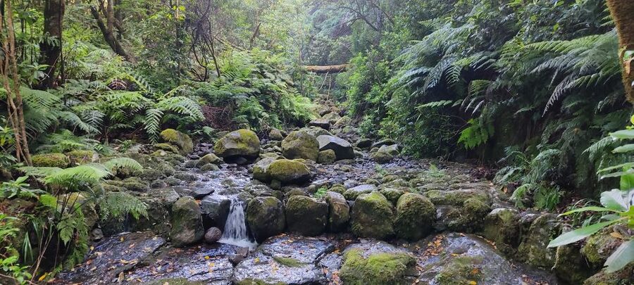 Caldeirão Verde: Levada Caldeirao Verde Hiking Transfer - Price and value: what $39 really buys, plus the IFCN ticket