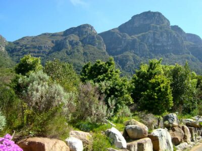Cape Town: Skeleton Gorge and Kirstenbosch Gardens Hike - Kirstenbosch Gardens start: fynbos plants and momentum before the climb