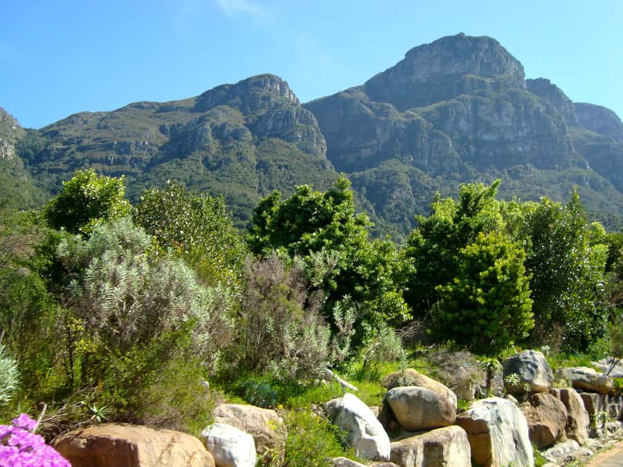 Cape Town: Skeleton Gorge and Kirstenbosch Gardens Hike - Kirstenbosch Gardens start: fynbos plants and momentum before the climb