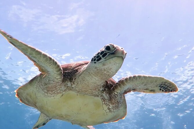 Cas Cay - Kayak Hike and Snorkel Adventure - Key Things I’d Plan For
