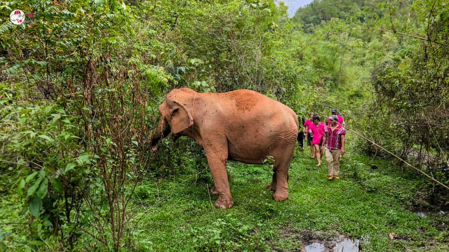 Chiang Mai: Doi Inthanon and Elephant Sanctuary Tour & Hike - Key Highlights That Matter