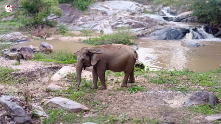 Chiang Mai: Doi Inthanon and Elephant Sanctuary Tour & Hike - Phra Mahathat Naphamethanidon and the Twin Pagodas View
