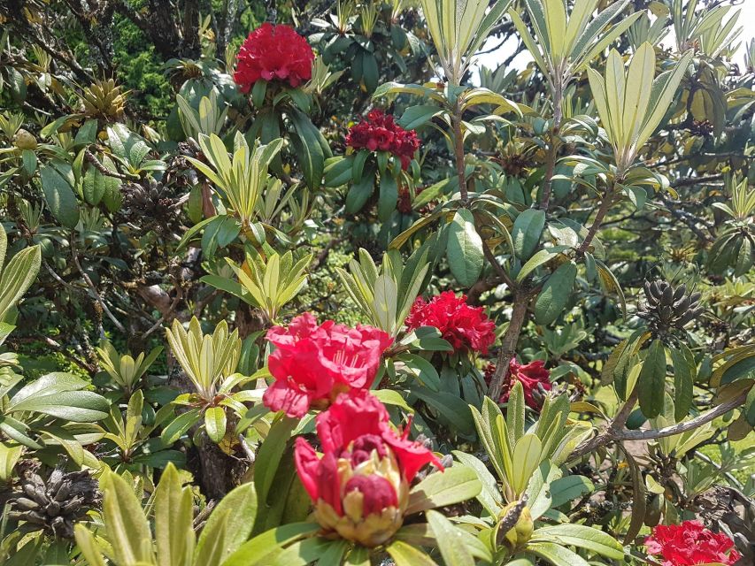 Chiang Mai: Doi Inthanon Park Day Trip with Kiw Mae Pan Hike - Who Should Book This Tour (and Who Should Skip It)