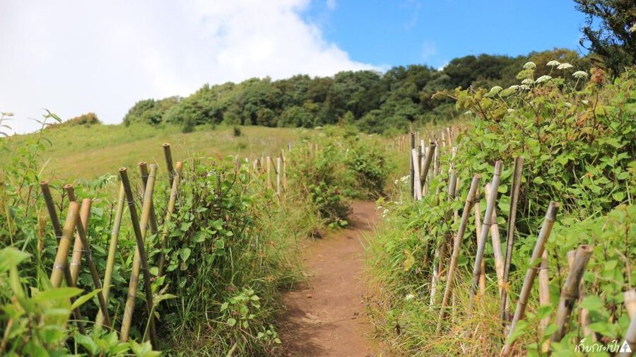 Chiang Mai: Doi Inthanon Park Day Trip with Kiw Mae Pan Hike - Thailand’s Highest Point at 2565m: What the Altitude Stop Feels Like