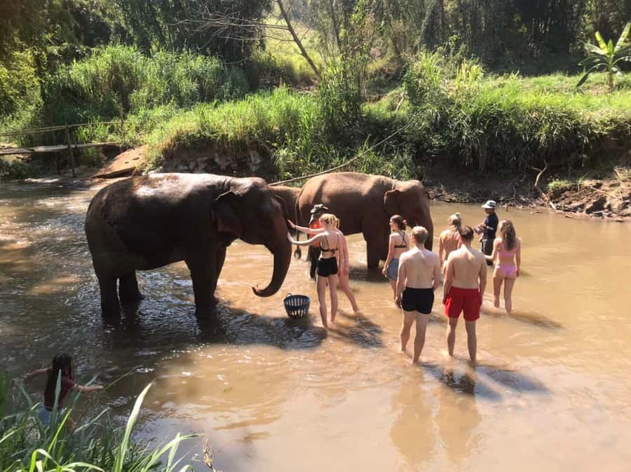 Chiang Mai: Doi Inthanon Park Hiking & Elephants Sanctuary - Timing, Comfort, and Small Logistics That Matter