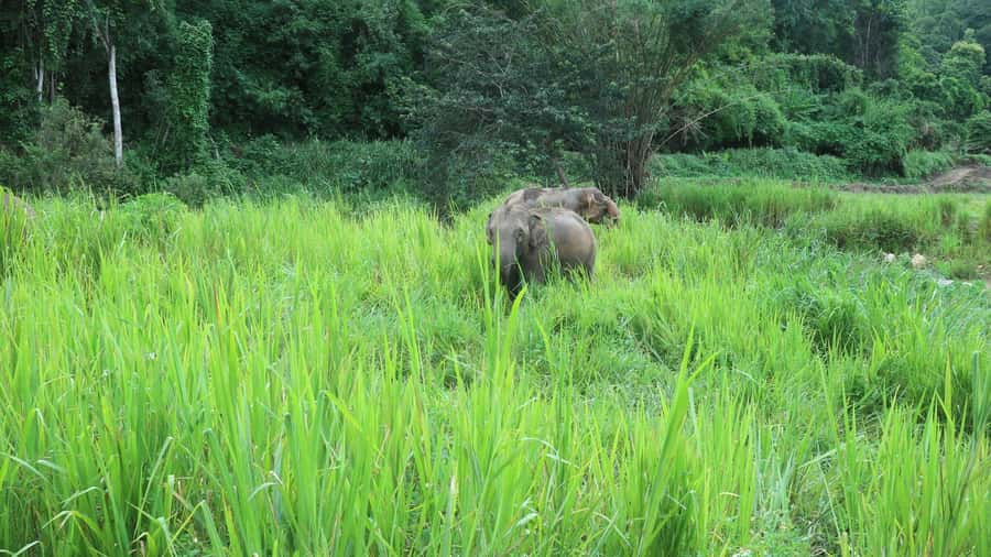 Chiang Mai: Doi Inthanon Park Hiking & Elephants Sanctuary - A Full Day From Chiang Mai: Route, Rhythm, and What You’ll Actually Feel