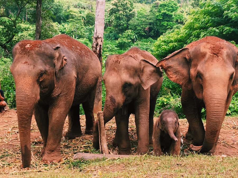 Chiang Mai: Doi Inthanon Park Hiking & Elephants Sanctuary - Baan Mae Klang Luang Coffee Stop: A Simple, Local Taste