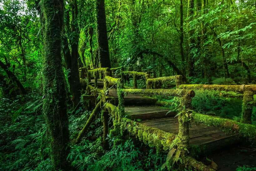 Chiang Mai: Doi Inthanon Park Tour & Kew Mae Pan Trail Hike - The Kew Mae Pan Nature Trail hike: the heart of the day
