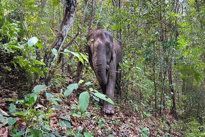 Chiang Mai: Inthanon, Elephant Sanctuary Observation & Waterfall - Key highlights at a glance