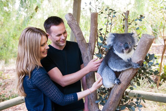Cleland Wildlife Park Experience - from Adelaide including Mt Lofty Summit - Key things to know before you go