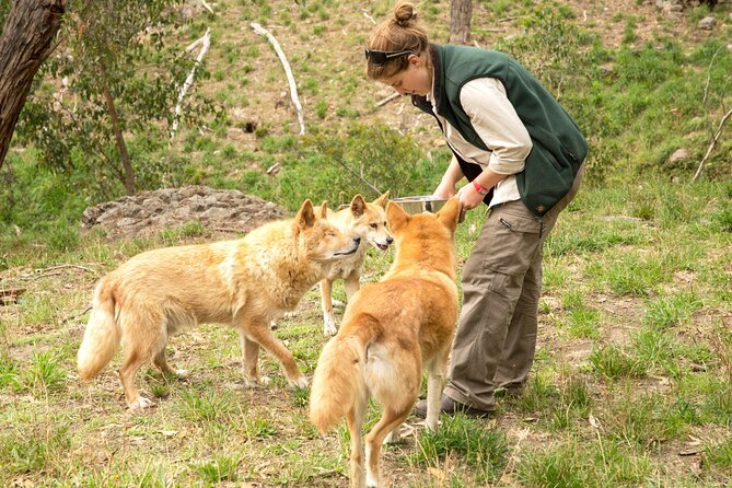 Cleland Wildlife Park Experience - from Adelaide including Mt Lofty Summit - Cleland and Mt Lofty: a compact Aussie wildlife day from Adelaide