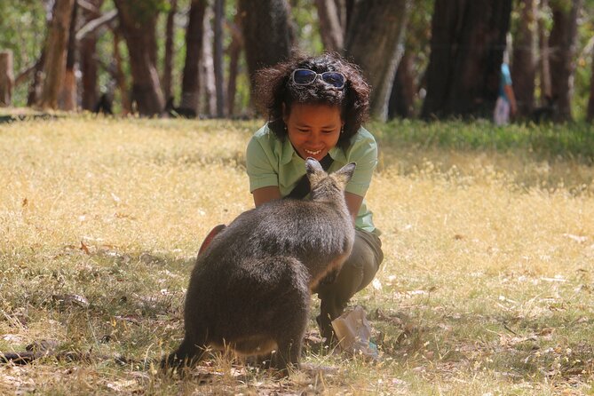 Cleland Wildlife Park Experience - from Adelaide including Mt Lofty Summit - Feeding kangaroos, wallabies, and potoroos: the fun part (with rules)