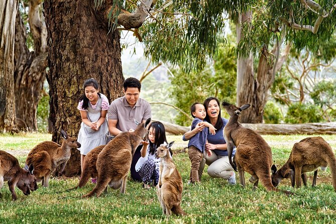 Cleland Wildlife Park Experience - from Adelaide including Mt Lofty Summit - Koala close-up included: how the timing really affects your day