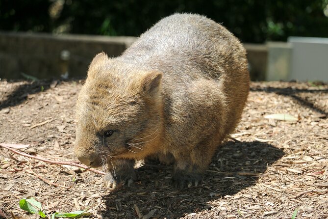 Cleland Wildlife Park Experience - from Adelaide including Mt Lofty Summit - What to expect at each stop, in plain terms