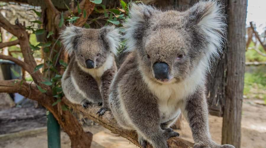 Cleland Wildlife Park Experience with Mount Lofty Summit - Key highlights worth your attention