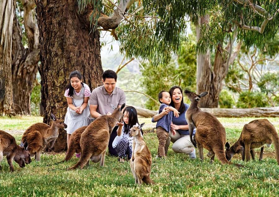 Cleland Wildlife Park Experience with Mount Lofty Summit - Mount Lofty Summit: the Adelaide Hills warm-up