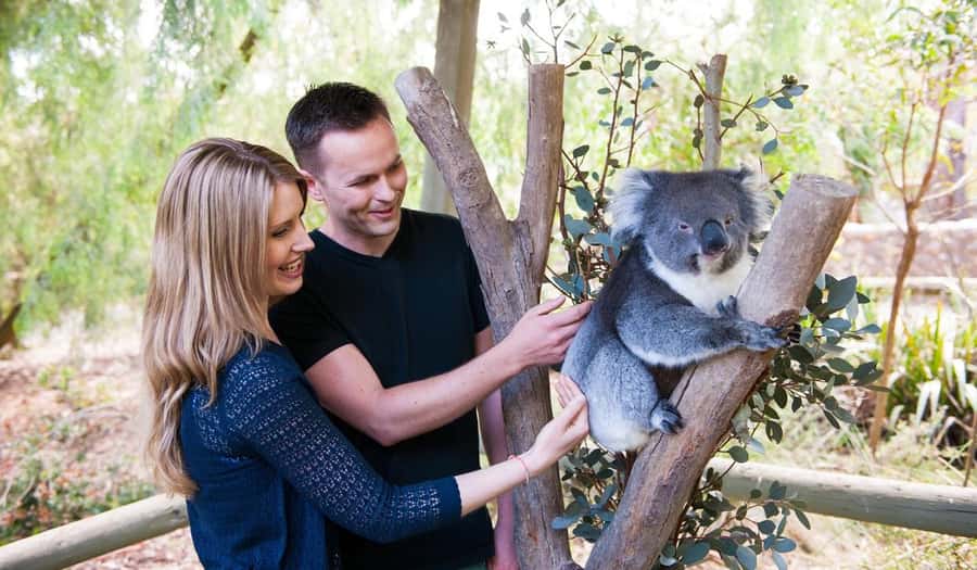 Cleland Wildlife Park Experience with Mount Lofty Summit - The koala close-up: touch, photograph, and listen for keeper care