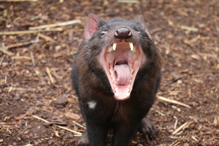 Cleland Wildlife Park Experience with Mount Lofty Summit - Price and value: what $87 includes and what costs extra