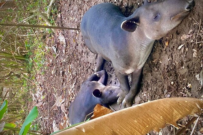 Corcovado National Park Hike - From Uvita - Who this Corcovado hike suits best