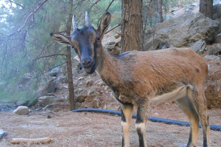 Crete: Samaria Gorge Hiking with transfer and expert Escort - Price, Tickets, and Value: Paying €10 + €14 on Top