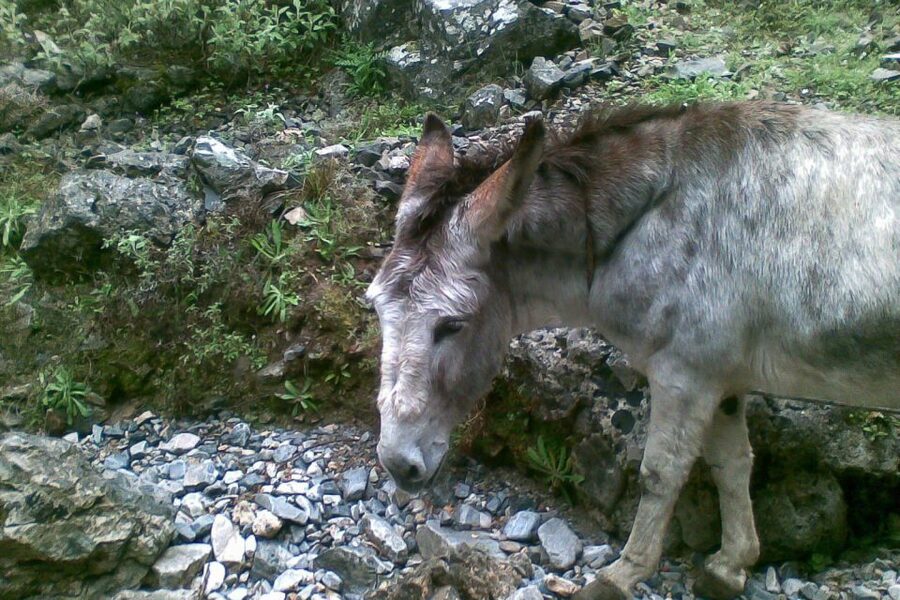 Crete: Samaria Gorge Hiking with transfer and expert Escort - Packing, Footwear, and Fitness: Who This Tour Fits