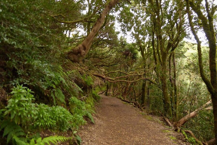 Cruz del Carmen: Hiking in Anaga with Local Food Products - Key highlights worth planning around