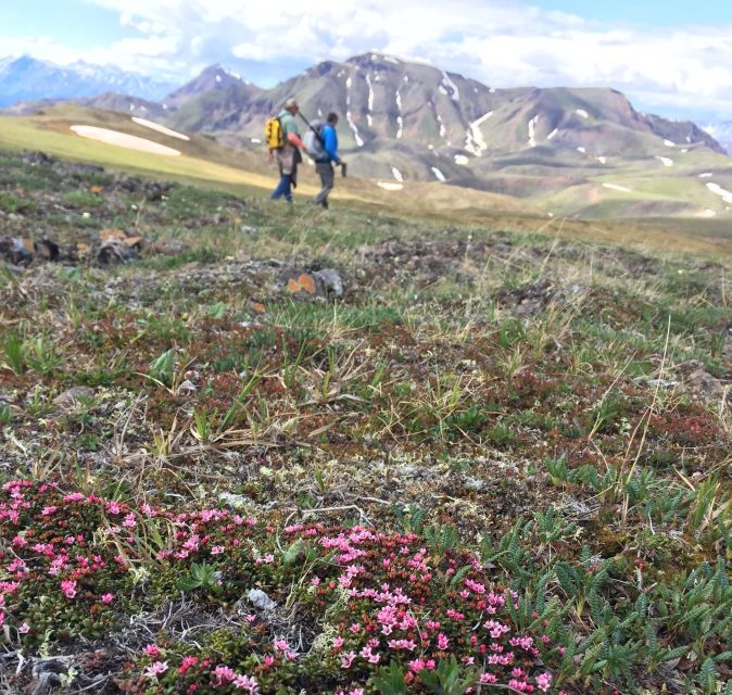 Denali: 5-Hour Guided Wilderness Hiking Tour - A Strenuous Denali Wilderness Hike With a Naturalist’s Point of View